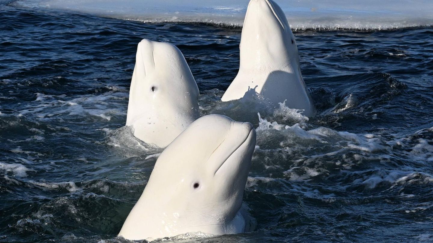 drei weiße Wale im Wasser