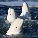 drei weiße Wale im Wasser