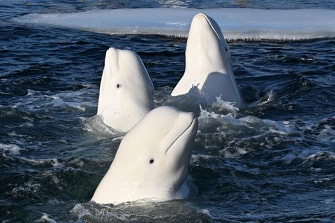drei weiße Wale im Wasser