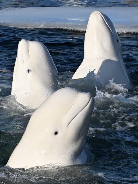 drei weiße Wale im Wasser