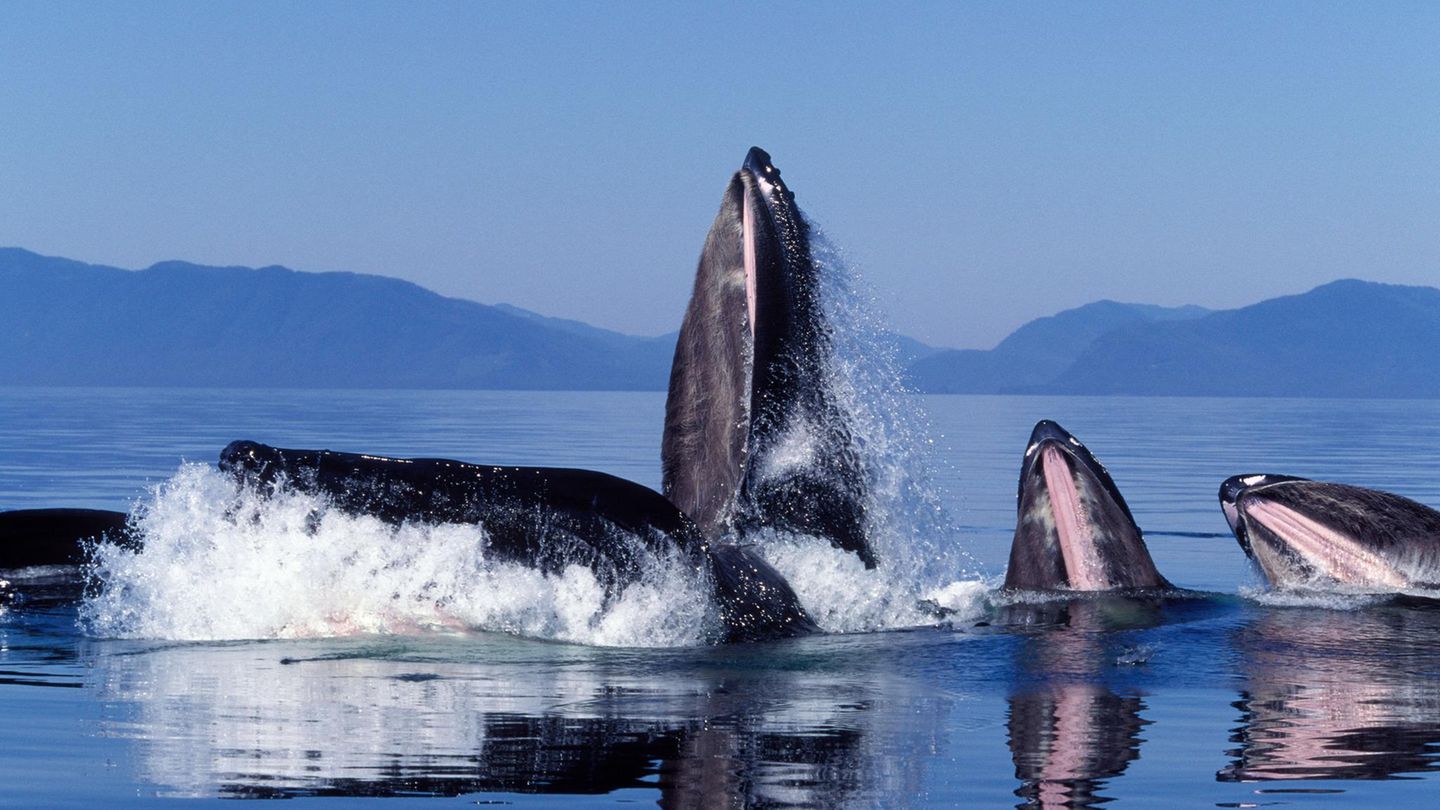 Mehrere Grauwale bilden Kreis