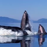 Mehrere Grauwale bilden Kreis