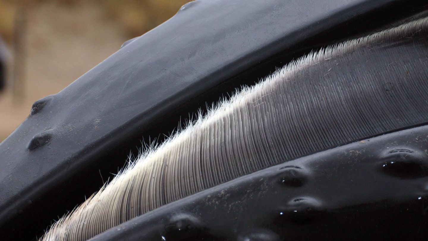 Nahaufnahme Maul eines Bartenwals