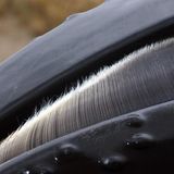 Nahaufnahme Maul eines Bartenwals