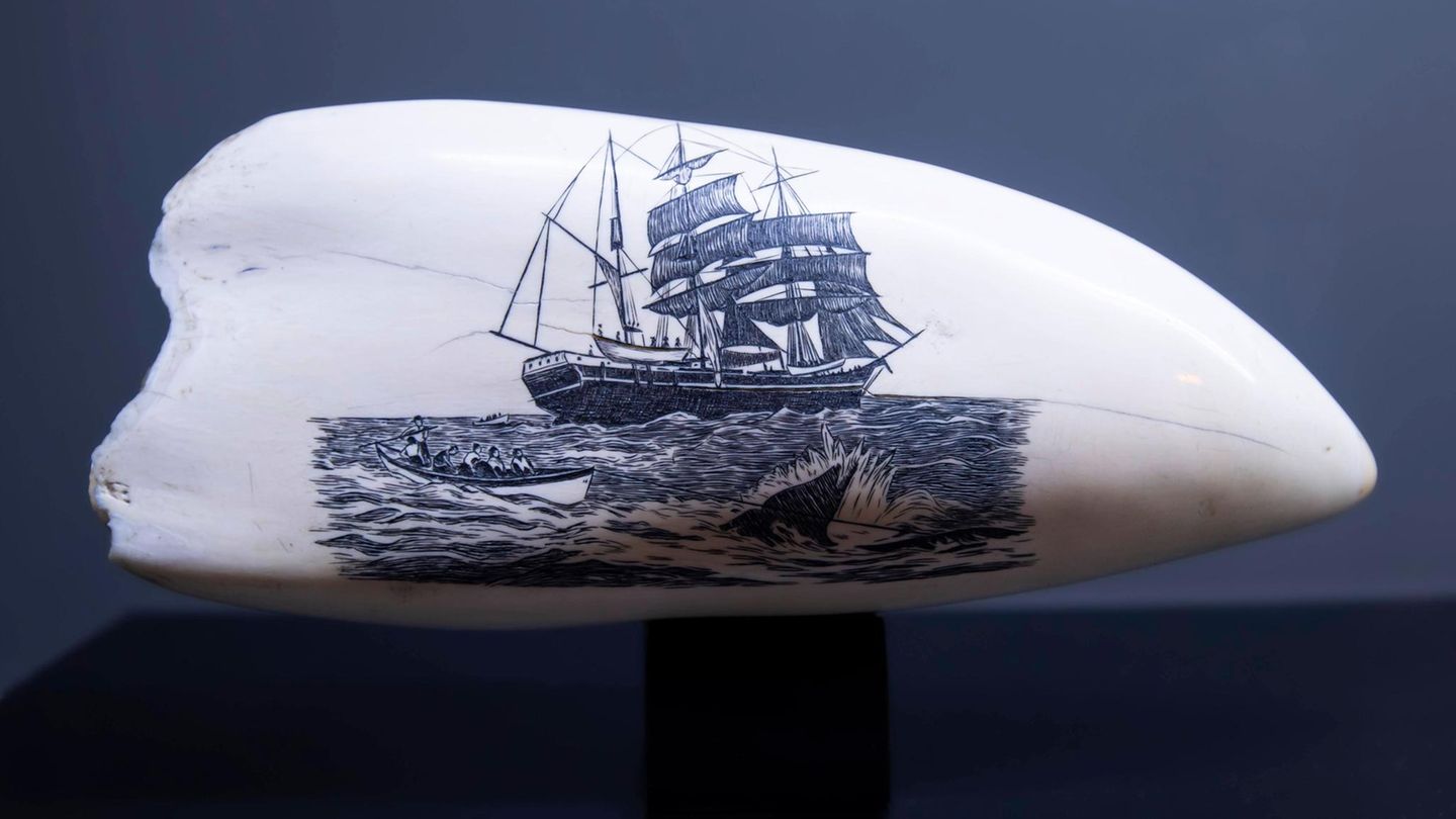 Zeichnung auf Pottwalzahn