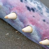 Die Zähne von Pottwalen sind von einer Schicht aus Elfenbein überzogen. Um Zahndiebe abzuschrecken, werden bei gestrandeten Pottwalen die Unterkiefer entfernt und bei ausgestellten Tieren die echten Zähne durch Kopien ersetzt. 