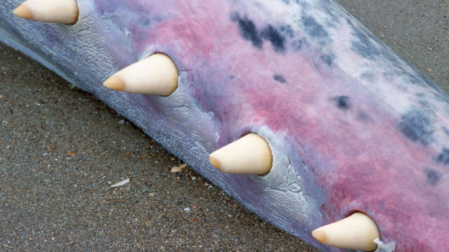 Die Zähne von Pottwalen sind von einer Schicht aus Elfenbein überzogen. Um Zahndiebe abzuschrecken, werden bei gestrandeten Pottwalen die Unterkiefer entfernt und bei ausgestellten Tieren die echten Zähne durch Kopien ersetzt. 