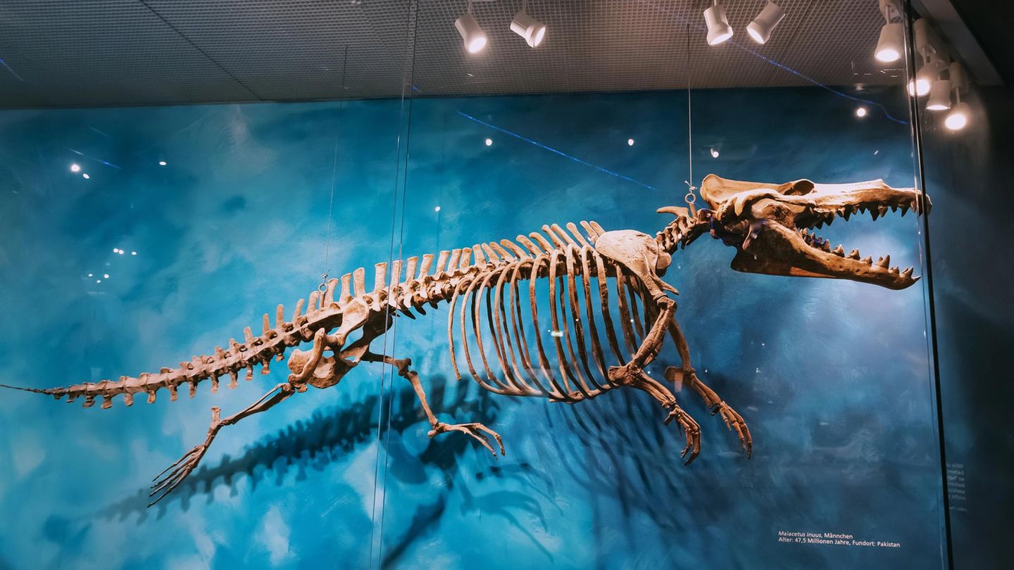 Skelett eines Urwals