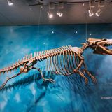 Skelett eines Urwals