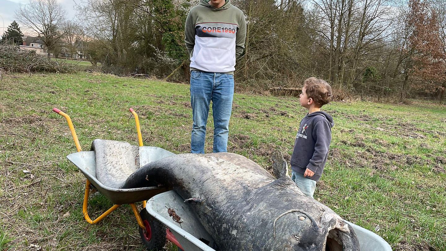 Gleich zwei Schubkarren waren für den Abtransport des rund 100 Kilogramm schweren Kolosses nötig. (Foto Handout) Foto: -/1. Ange