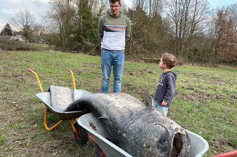 Gleich zwei Schubkarren waren für den Abtransport des rund 100 Kilogramm schweren Kolosses nötig. (Foto Handout) Foto: -/1. Ange