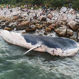 Toter Blauwal am Strand
