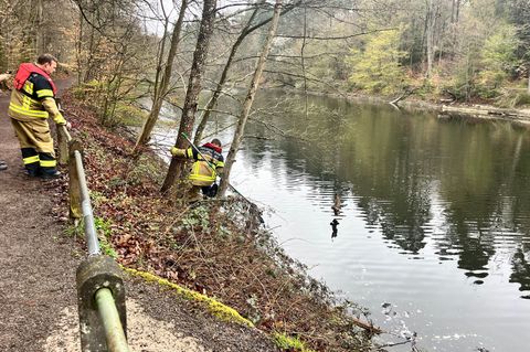 Feuerwehrleute retten in Stuttgart einen Kauz. Foto: -/Landeshauptstadt Stuttgart - Branddirektion/dpa