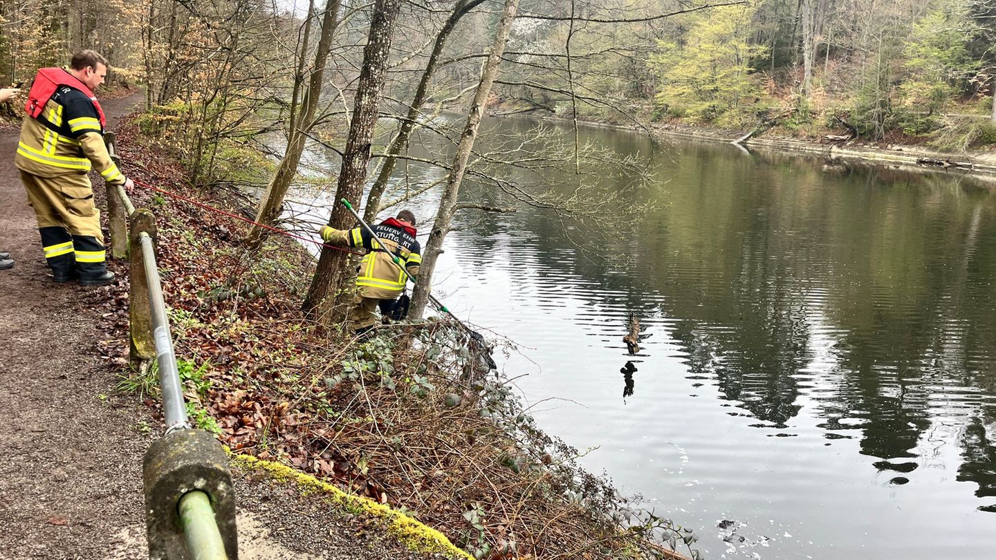 Feuerwehrleute retten in Stuttgart einen Kauz. Foto: -/Landeshauptstadt Stuttgart - Branddirektion/dpa