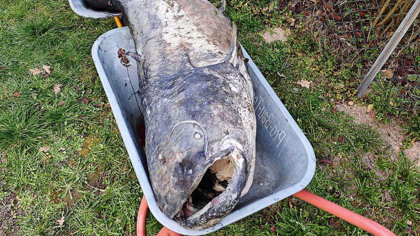 2,60 Meter lang ist der tote Riesenwels: In den vergangenen Jahren scheiterten viele Versuche, den Wels lebend zu fangen