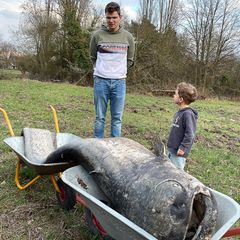 Stadt-Mythos: Legendärer Riesenwels tot aus Stadtweiher geborgen