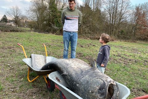 Stadt-Mythos: Legendärer Riesenwels tot aus Stadtweiher geborgen