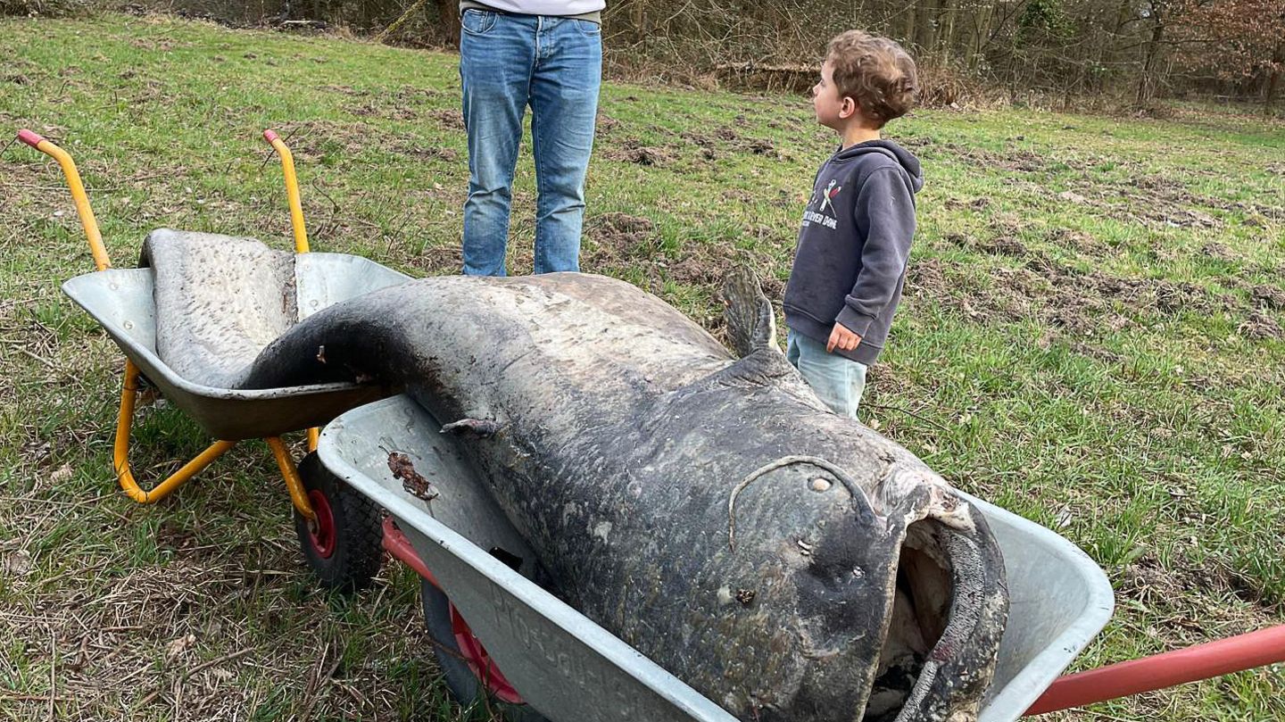 Stadt-Mythos: Legendärer Riesenwels tot aus Stadtweiher geborgen