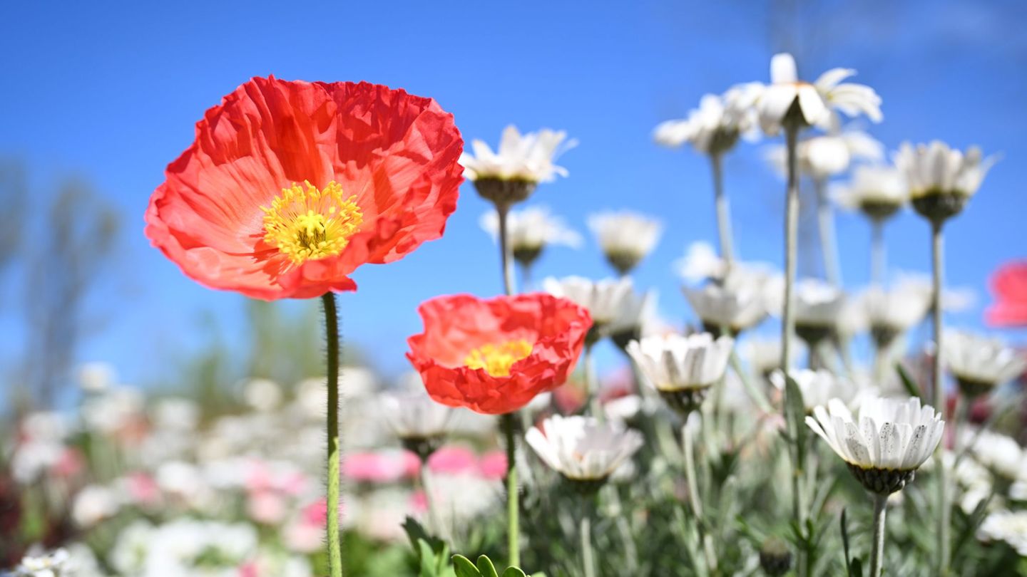 Zehntausende Blumenzwiebeln und Pflanzen wurden auf dem Gelände neu gesetzt. (Archivbild) Foto: Felix Kästle/dpa