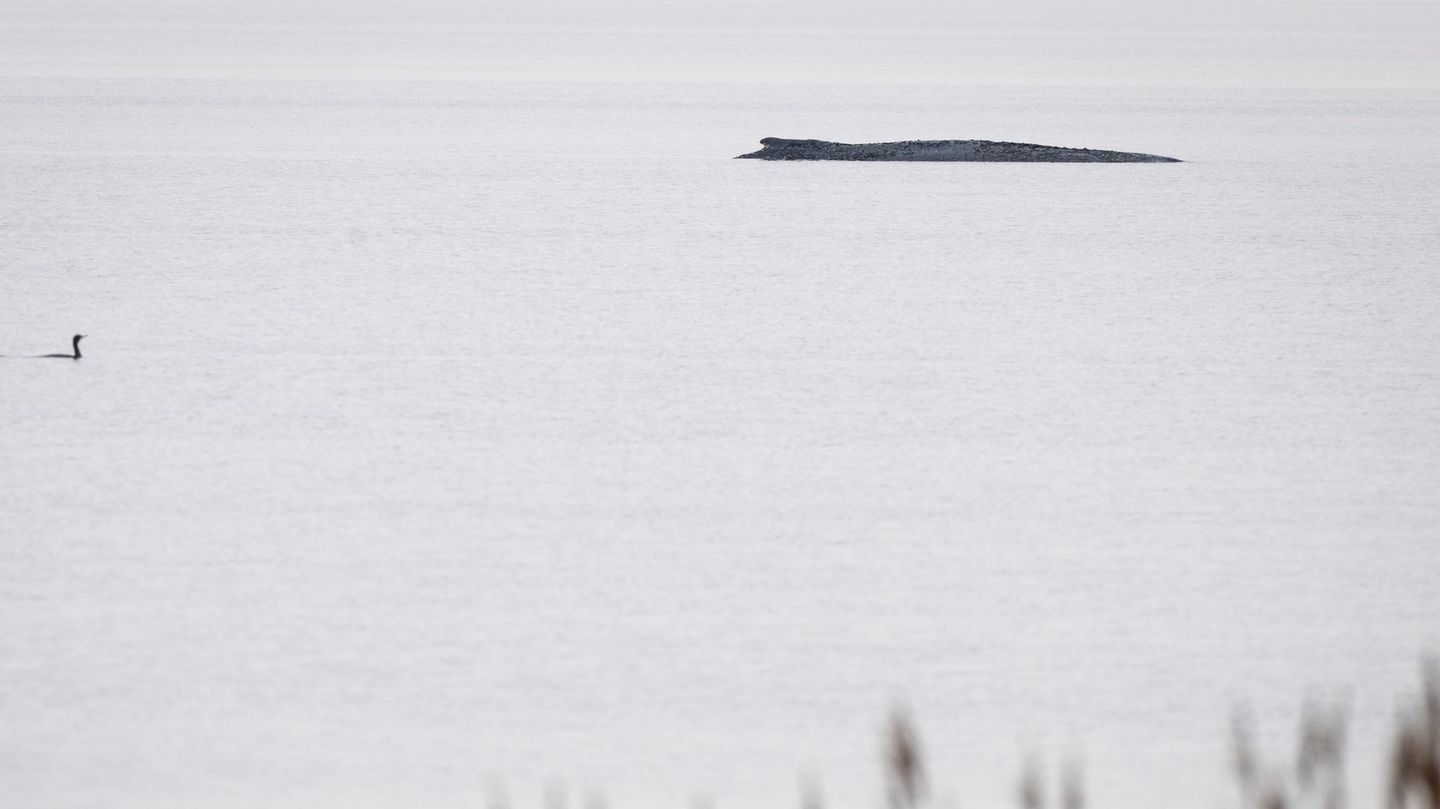 Aufregung und Populismus: Demos & Sarah Connor im Shitstorm: Woher kommt die Wut um den Wal?