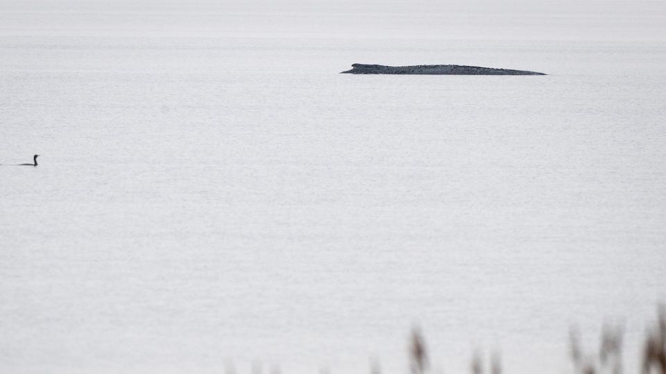 Wal-Demos & Connor im Shitstorm: Woher kommt die Wut um das Tier ...