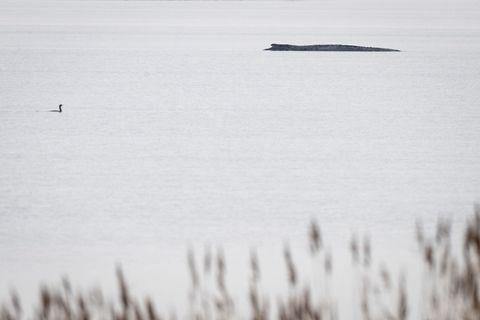 Seit dem 31. März liegt der Buckelwal in etwa 1,50 Meter Wassertiefe vor Poel. Foto: Philip Dulian/dpa