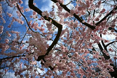 Es ist in Hessen verbreitet heiter und sonnig. (Archivbild) Foto: Michael Brandt/dpa