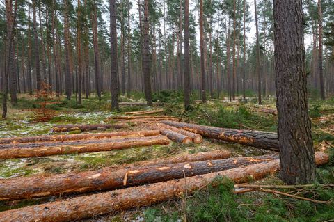 Der Großteil des eingeschlagenen Holzes findet Verwendung in der Säge- und Furnierindustrie, etwa als Paletten- oder Parkettholz