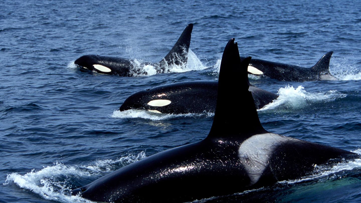 Gruppe von Orcas