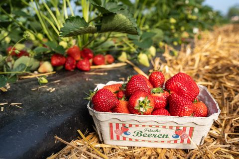 Ende der Woche gehen die ersten Erdbeeren der Saison in den Verkauf. Foto: Silas Stein/dpa