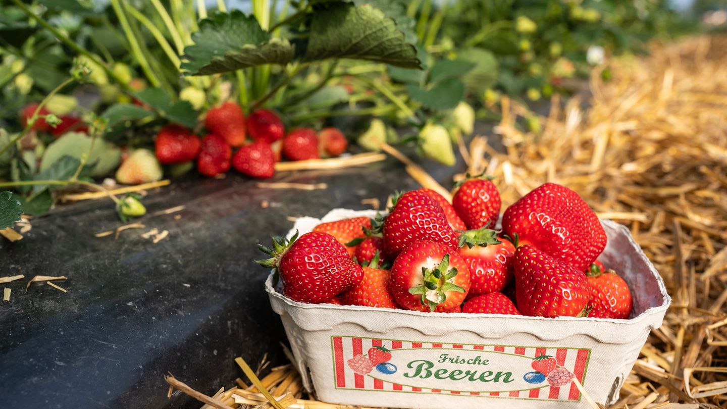 Saisonbeginn: Rot, reif und lecker: Die Erdbeersaison im Südwesten beginnt