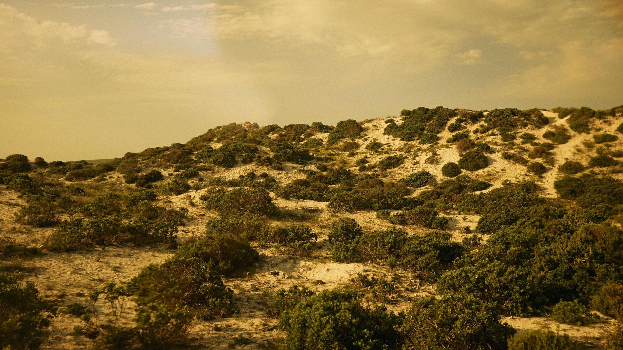 Sanddünen mit grünen Büschen