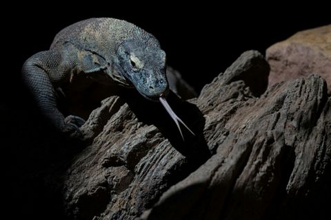 Komodowaran