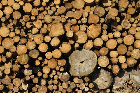 In Thüringen werden weniger Bäume gefällt. (Symbolbild) Foto: Marcus Brandt/dpa