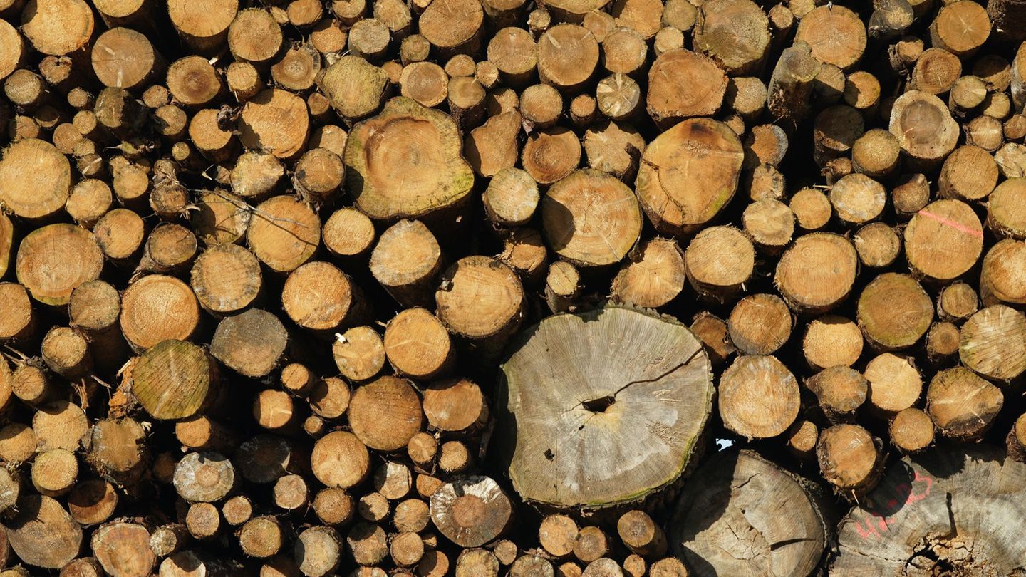 In Thüringen werden weniger Bäume gefällt. (Symbolbild) Foto: Marcus Brandt/dpa