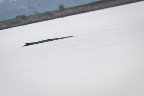 Der Wal vor Poel war nach Angaben eines dpa-Fotoreporters auch am Mittwoch deutlich zu hören. Foto: Philip Dulian/dpa