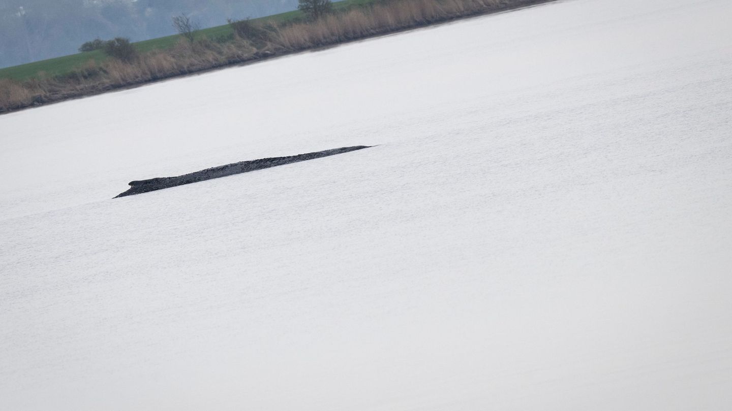 Tiere: Nach Schwimmerin in Wal-Nähe: Polizeibegleitung für Schiff
