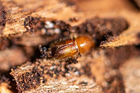 Ein Borkenkäfer auf einer Baumrinde. (Archivbild) Foto: Armin Weigel/dpa