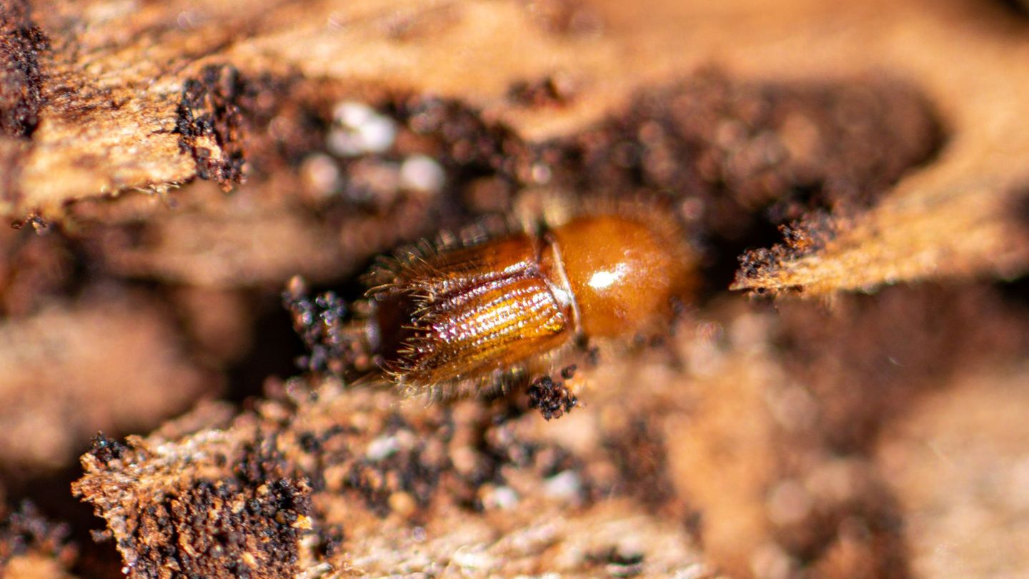 Ein Borkenkäfer auf einer Baumrinde. (Archivbild) Foto: Armin Weigel/dpa