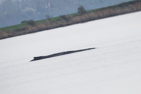 Der gestrandete Wal vor der Insel Poel