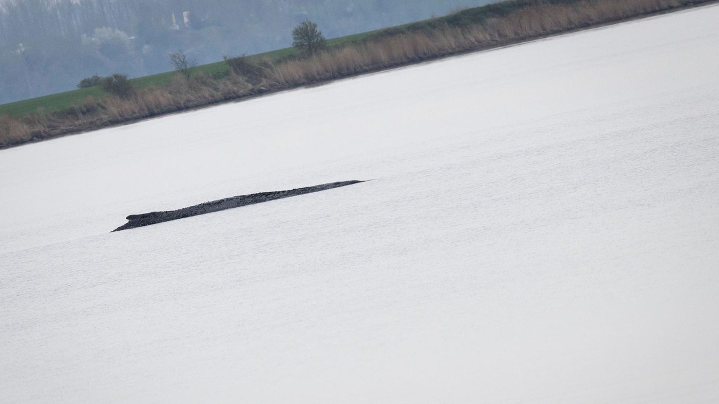 Wal-Newsblog: Nach Schwimmerin in Wal-Nähe: Polizeibegleitung für Schiff