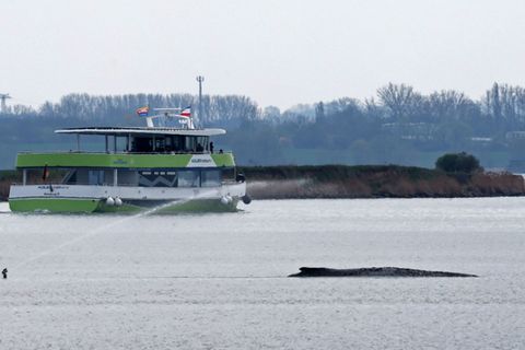 Um den Wal herum wurde eine Sicherheitszone eingerichtet. Foto: Bernd Wüstneck/dpa