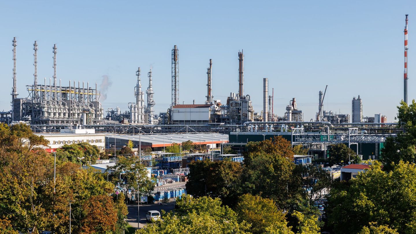 Forschungsprojekt: Gesucht: Bäume für die Stadt von morgen