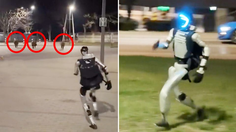 Roboter jagt Wildschweine