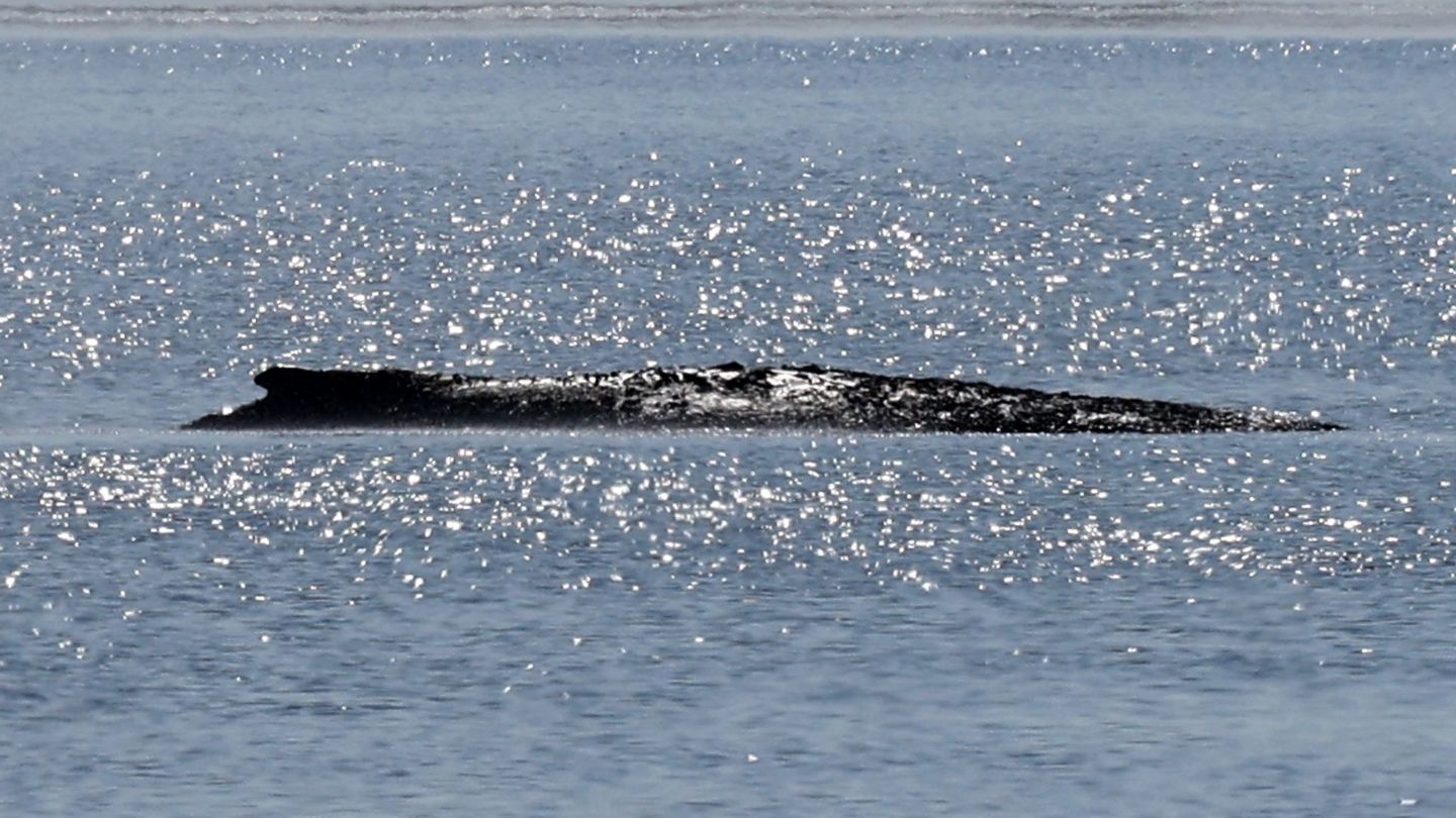 Der Wal ist vor der Ostsee-Insel Poel gestrandet. Foto: Bernd Wüstneck/dpa