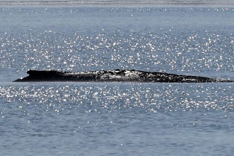 Der Wal ist vor der Ostsee-Insel Poel gestrandet. Foto: Bernd Wüstneck/dpa