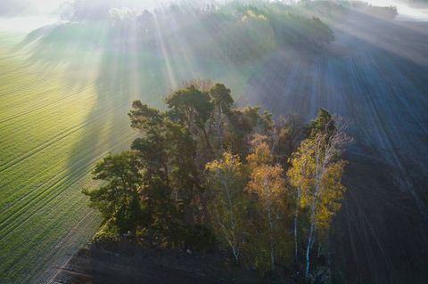 In Deutschland wurde ein Goldschakal erstmals 1997 in Brandenburg nachgewiesen. (Symbolbild) Foto: Patrick Pleul/dpa