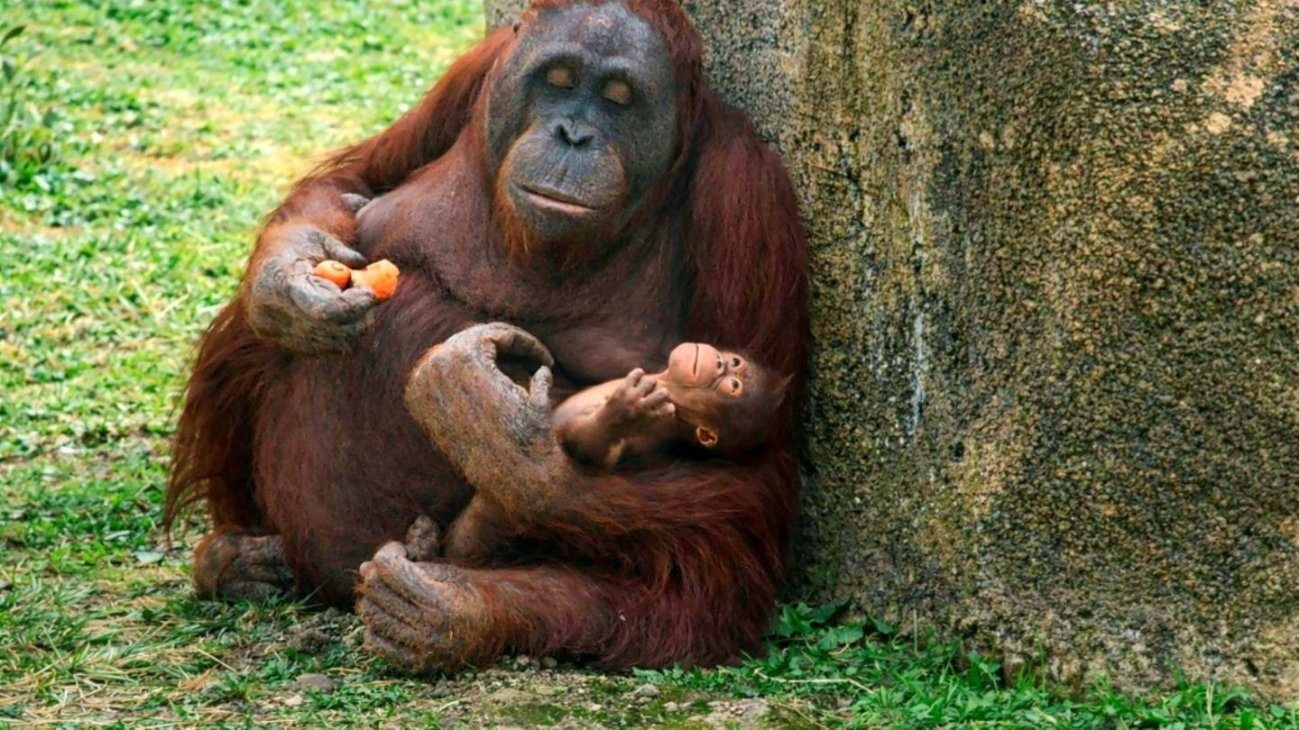 Orang-Utan-Dame Surya mit ihrem Baby