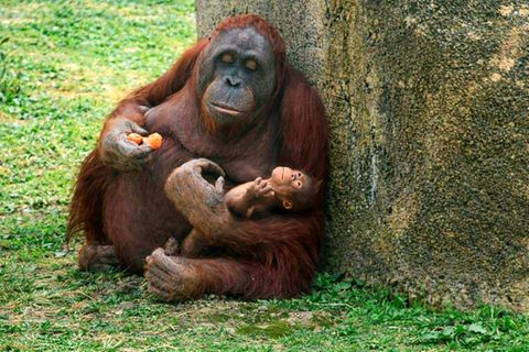 Orang-Utan-Dame Surya mit ihrem Baby