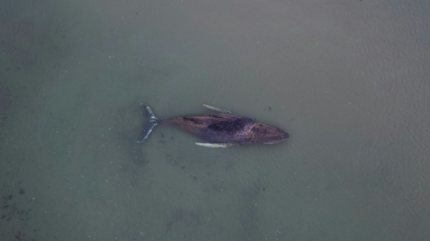 Buckelwal Ende März